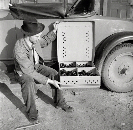 Photo showing: Chicks in a Box -- February 1939. A homesteader with some of the baby chicks he is raising. Bankhead Farms, Alabama.