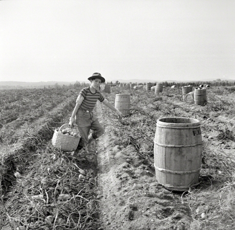 Photo showing: Tater Tot -- October 1940. The opening of school was delayed in sections of
Aroostook County so children could help pick potatoes. Near Caribou, Maine.