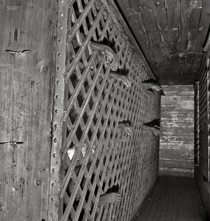Photo showing: Show of Hands -- May 1941. In the convict camp in Greene County, Georgia.