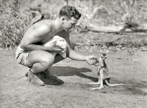 Photo showing: Pal Joey -- Sept. 10, 1942, somewhere in Australia. American soldier at advanced allied base with his pet kangaroo.