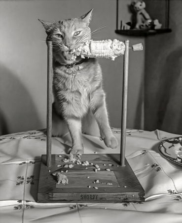 Photo showing: Cat on the Cob -- July 1951. Nipper, a two-year-old cat owned by Dorothy Brinn of Hollywood, likes to eat his corn in comfort ... 
